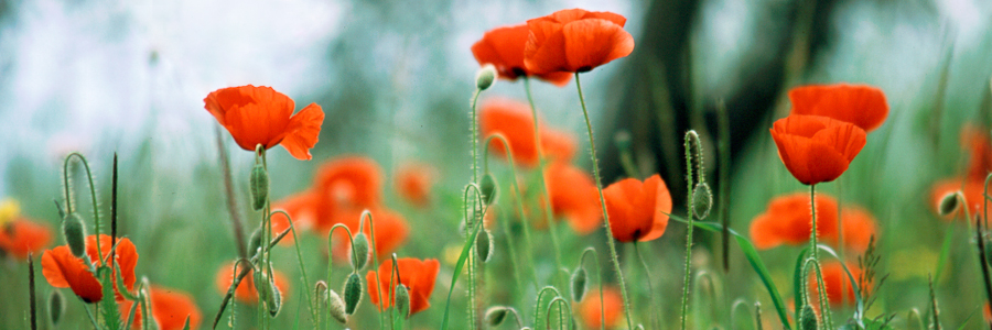 Spring in Val d'Orcia, Tuscany