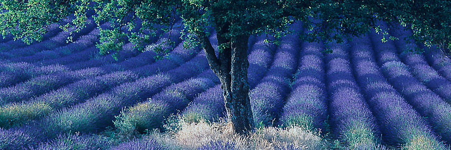 Lavender fields forever - Vaucluse, Provence